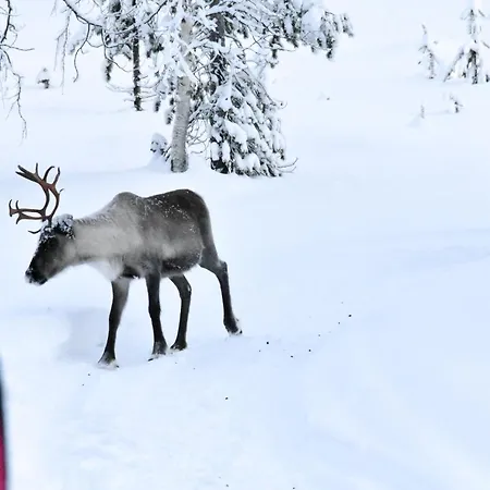 Resort Arctica Lapland - Aurorahut Adventure