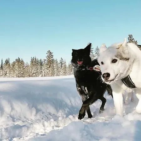 Resort Arctica Lapland - Aurorahut Adventure